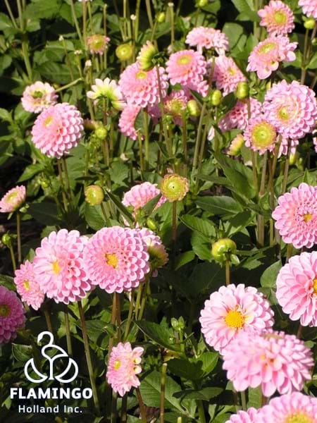 Jewel Pink®