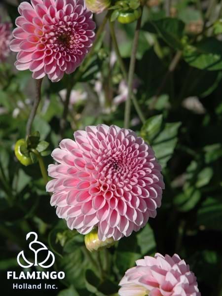 Jewel Pink®