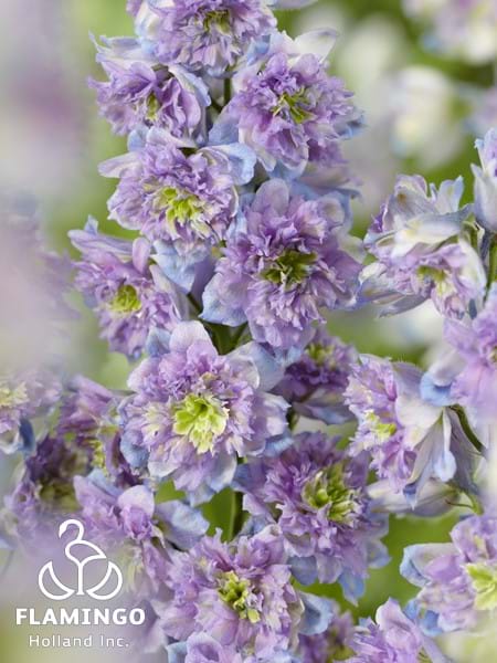 Delphinium Highlander Blueberry Pie