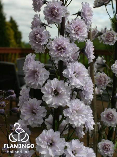 Delphinium Highlander Cha Cha