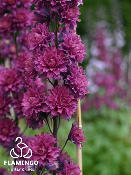 Delphinium Highlander Flamenco