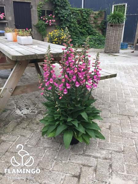 Digitalis Lucas