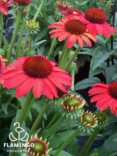 Echinacea Sunseekers Coral