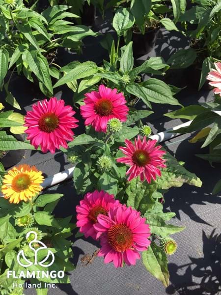 Echinacea Sunseekers Double Rose