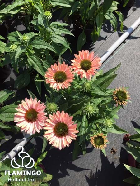 Echinacea Sunseekers Double Salmon