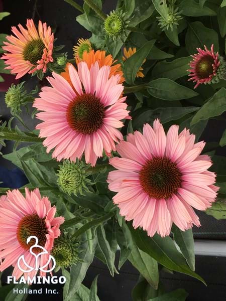 Echinacea Sunseekers Double Salmon