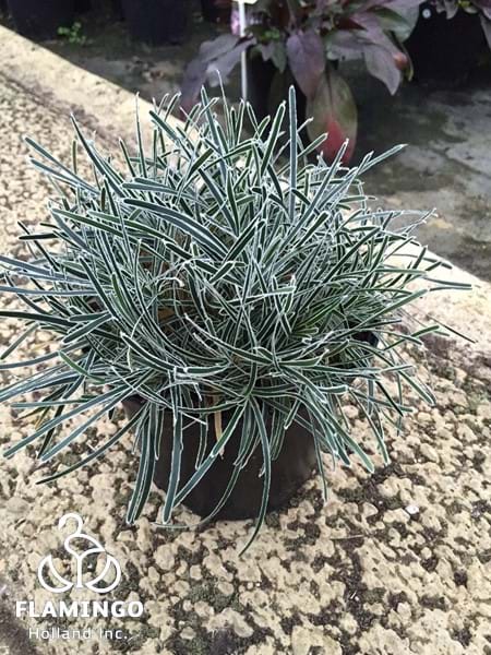 Ficinia Ice Crystal