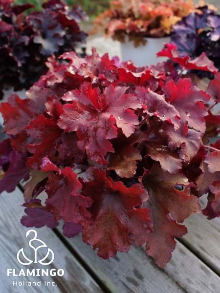 Heuchera Indian Summer Tayberry