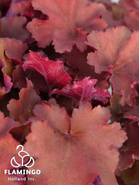 Heuchera Indian Summer Tayberry