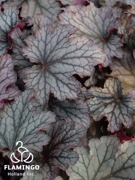 Heuchera Indian Summer Sloeberry