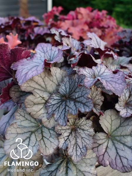 Heuchera Indian Summer Sloeberry