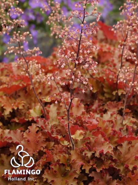 Heuchera Indian Summer Orangeberry Ruffle