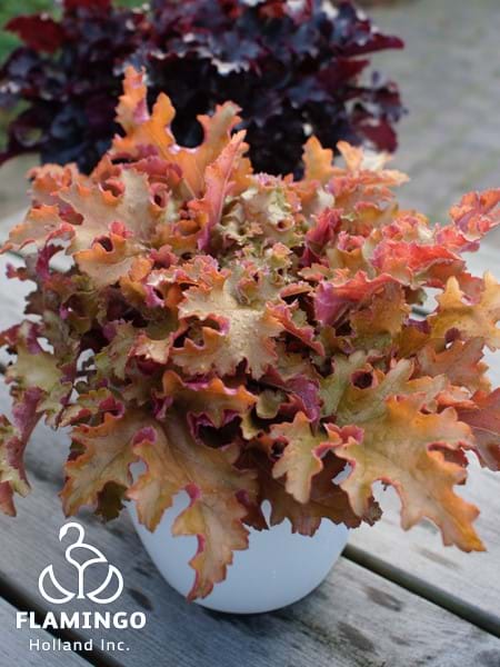 Heuchera Indian Summer Orangeberry Ruffle