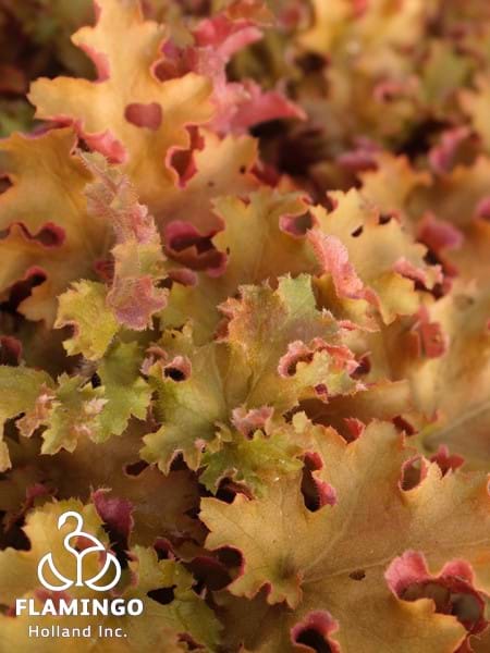 Heuchera Indian Summer Orangeberry Ruffle