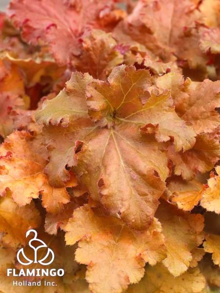 Heuchera Indian Summer Gojiberry