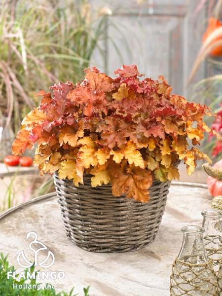Heuchera Indian Summer Gojiberry