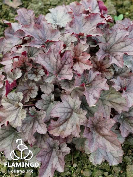 Heuchera Indian Summer Huckleberry