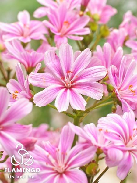 Lewisia Safira Pink
