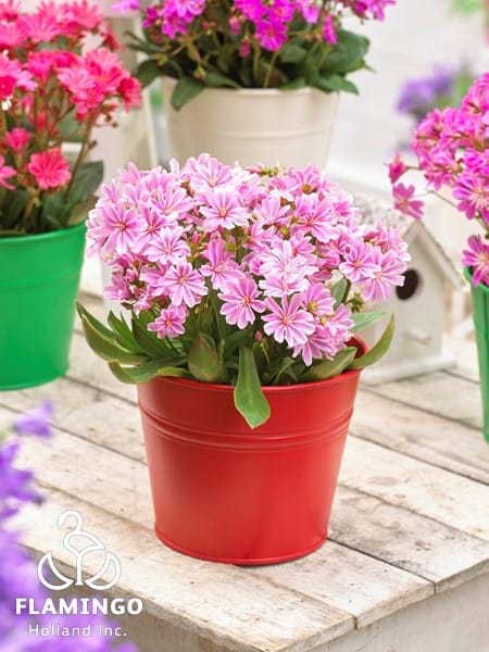 Lewisia Safira Pink