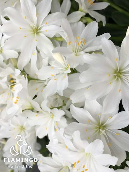Lewisia Safira White