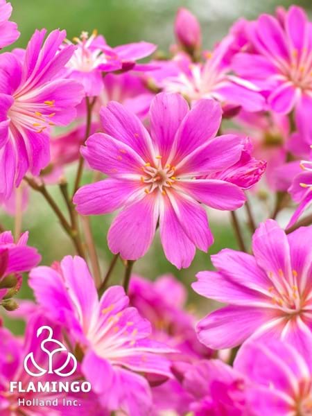 Lewisia Safira Violet
