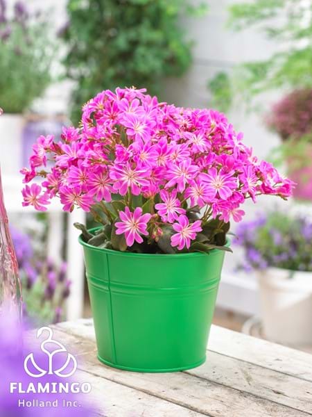 Lewisia Safira Violet