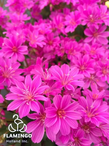 Lewisia Safira Violet