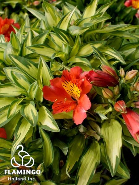 Alstroemeria Little Miss Zoe