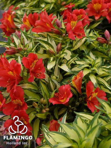 Alstroemeria Little Miss Zoe