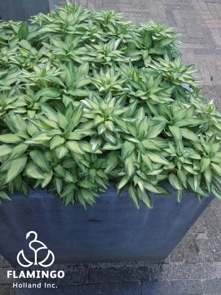 Alstroemeria Little Miss Zoe
