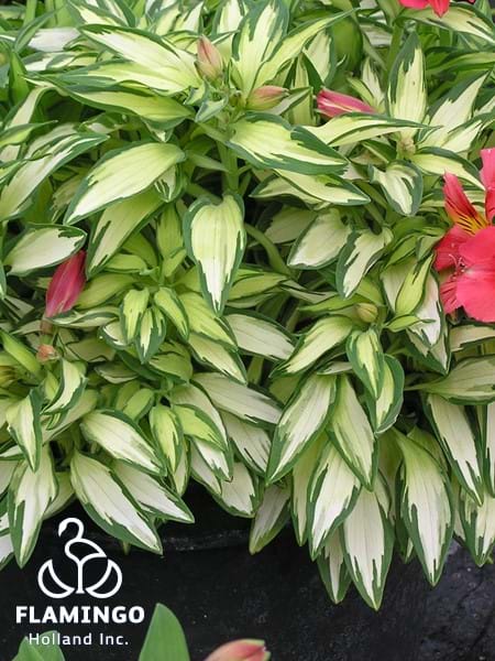 Alstroemeria Little Miss Zoe