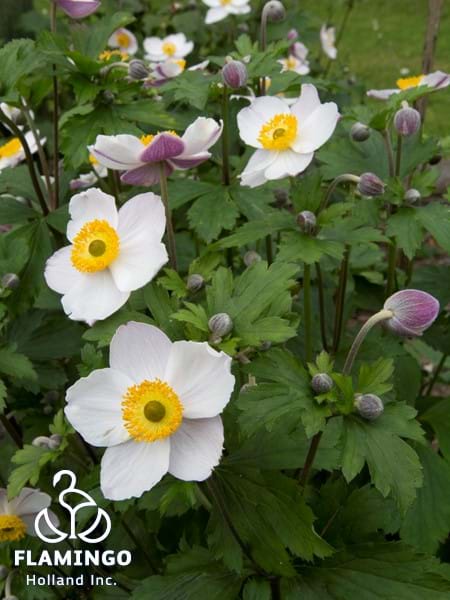 Anemone Elfin Swan