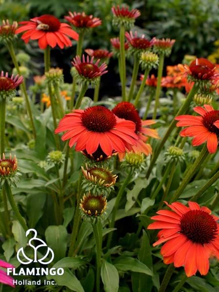 Echinacea Sunseekers Coral