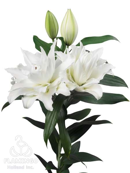 Roselily Maxima