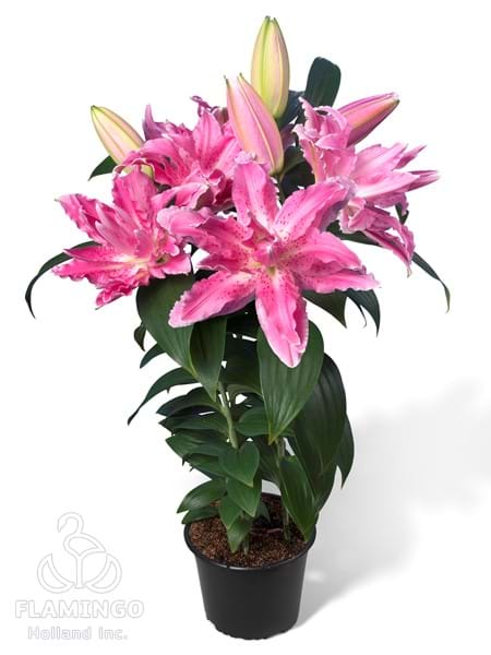 Roselily Mila