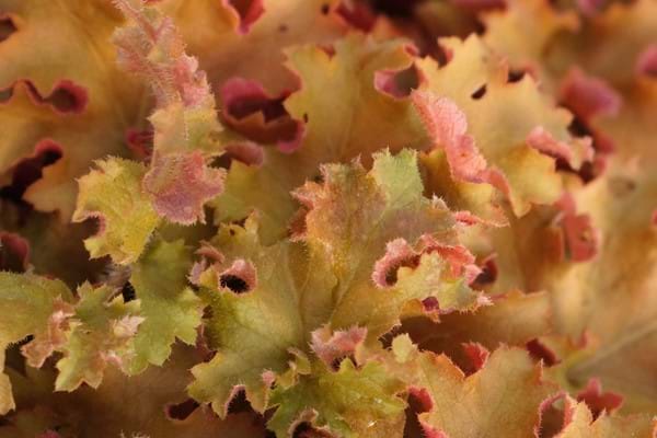 Heuchera Indian Summer