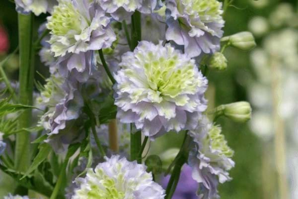 Delphinium Highlander