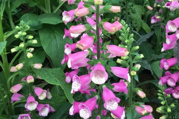 Digitalis Lucas