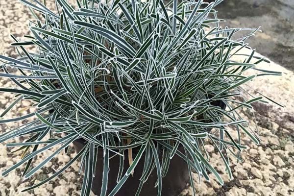 Ficinia Ice Crystal
