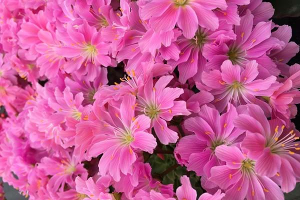 Lewisia Safira