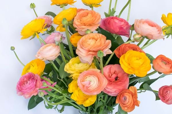 Tecolote® Ranunculus