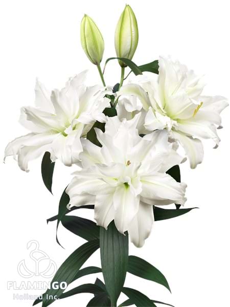Roselily Mariska®