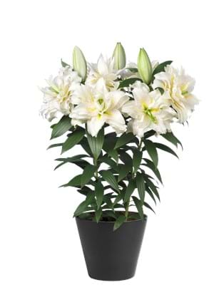 Roselily Sita®