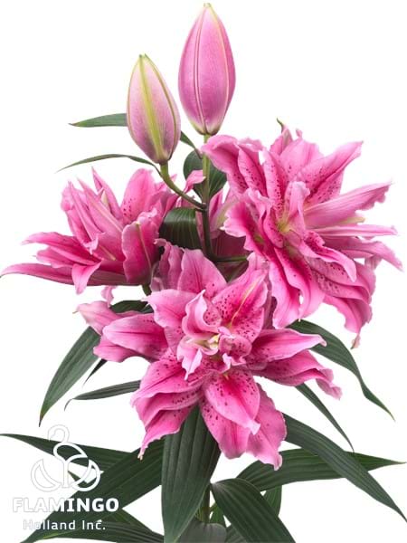 Roselily Tosca®