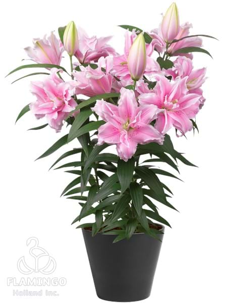 Roselily Ziva®