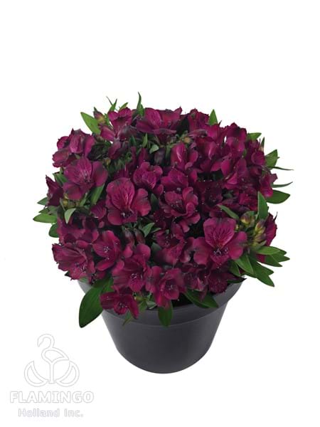Dark Purple