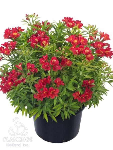 Summer Red
