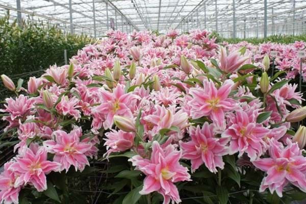 Update on Logistics Challenges