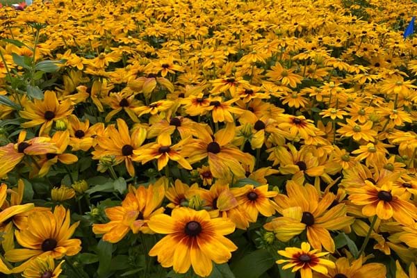 CSU 2021 "Best Of..." Winners!