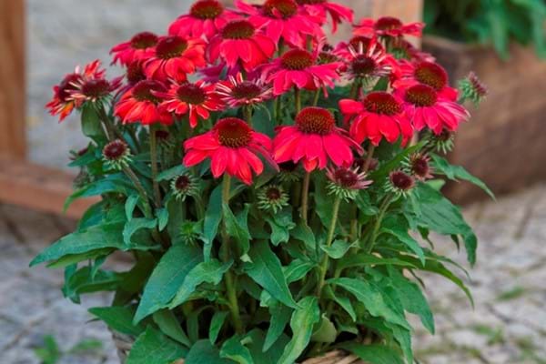 Echinacea Vintage SunMagic